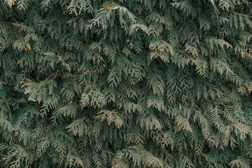 pine forest tree branch moody needle foliage background low color style autumn season specific...
