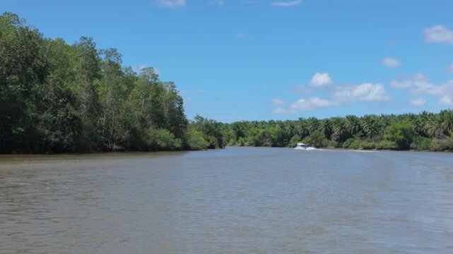 Lush Tropical Landscape Along the Sierpe River, Costa Rica