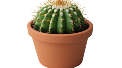 Small cactus in a terracotta pot, isolated on black.