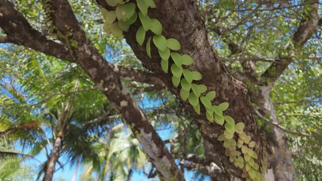 Leaves grow along the branch of a tree on the beach in Costa Rica