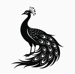 Fototapeta premium peacock isolate, beautiful peacock silhouette