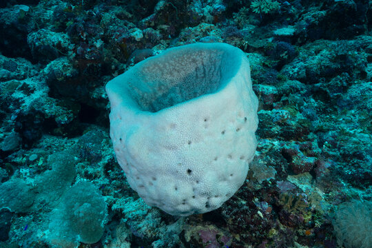 Grande spugna a vaso sulla barriera corallina in mar rosso