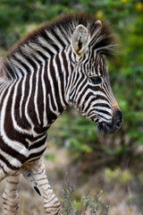 Juvenile plains zebra (Equus quagga, formerly Equus burchellii)