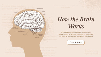 How brain works banner. Silhouette of head with brain. Educational anatomical material and infographic. Human intelligence. Landing webpage design. Linear vector illustration