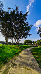 Big green golf park in Cairo, Egypt. Palms on the background 