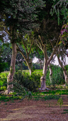 Big green golf park in Cairo, Egypt. Palms on the background 