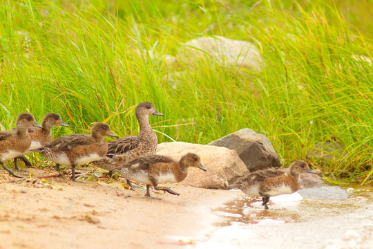 mother duck leads her ducklings to the river