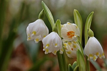 Fototapeta premium Blühende Märzenbecher (Leucojum vernum) im Wald