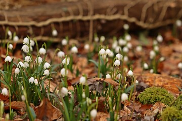 Blühende Märzenbecher (Leucojum vernum) im Wald.