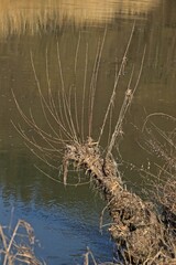 Kopfweide am Werraufer voller Gras nach Hochwasser