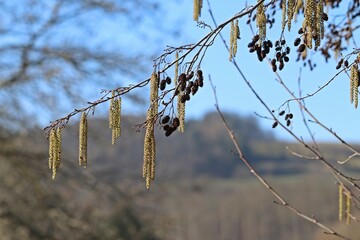 Bl&uuml;hende Schwarz-Erle (Alnus glutinosa) im M&auml;rz