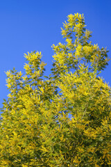 Branches of flowering Acacia dealbata tree with bright yellow flowers against blue sky