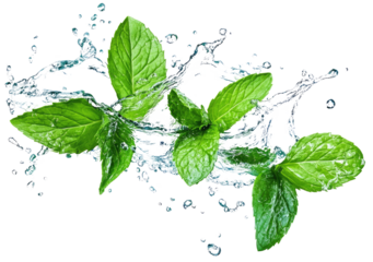 Fresh mint leaves splashing in water, creating a vibrant and refreshing scene 5 , green tropical plants