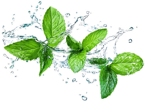 Fresh mint leaves splashing in water, creating a vibrant and refreshing scene 5 , green tropical plants