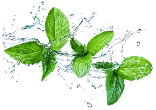 Fresh mint leaves splashing in water, creating a vibrant and refreshing scene 5 , green tropical plants