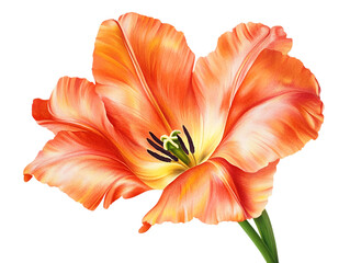 Orange tulip flower blossom close up.