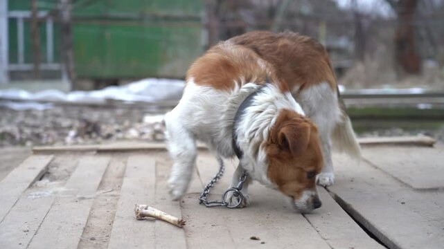 Red mongrel dog on a chain. Gnawing on a bone. slow motion.