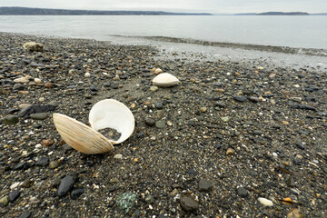 Clam shell on rocky beach on a quite day with a small wave