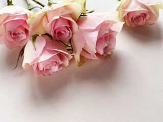 Delicate Pink Roses Arranged on Soft White Background Enhancing Elegance