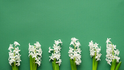White hyacinth flowers arranged in a row on a green background, symbolizing spring and nature, with...