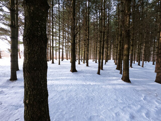 winter in the forest