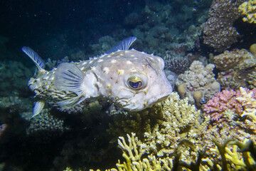 underwater life of a coral reefunderwater life of a coral reef © Herman