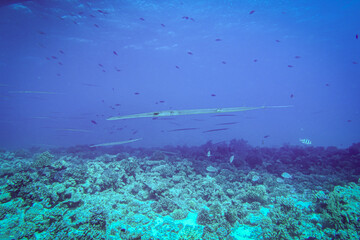 fish in the water