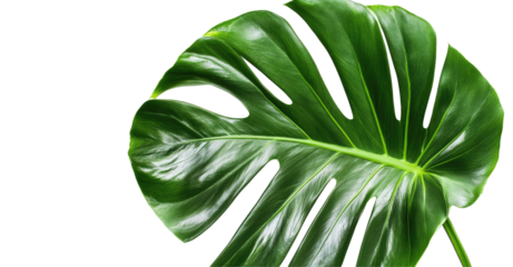 Vibrant green monstera leaf isolated on a transparent background, showcasing natural beauty, green tropical plants