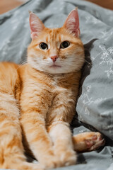 The image shows a closeup of a fluffy orange cat relaxed on a cozy bed, highlighting its soft fur and peaceful demeanor, capturing a moment of tranquility and contentment