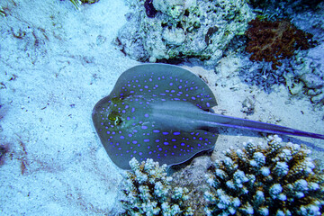 underwater life of a coral reef