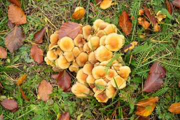 mushrooms on a green meadow with autumn leaves