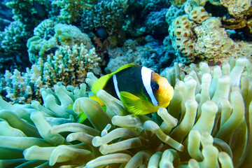 coral reef with fish