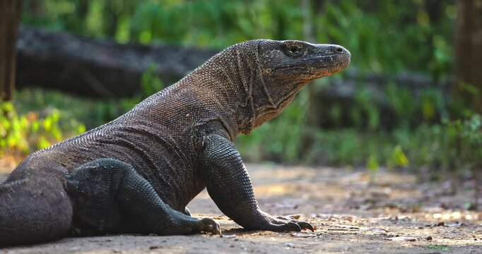 Komodo dragon or Varanus Komodoensis rest in jungle forest, basking in warm sunlight with impressive scales and powerful presence. Wild animals natural habitat. Indonesia, Rinca island national park