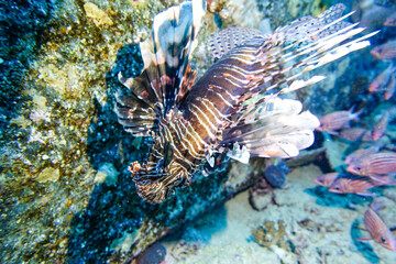 coral reef with fish