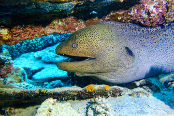 coral reef with fish