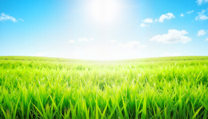 Obraz premium Expansive green grass field under clear blue sky, nature's tranquility