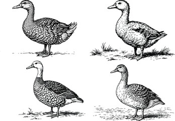 Vintage illustration of ducks, detailed engraving of farmyard animals