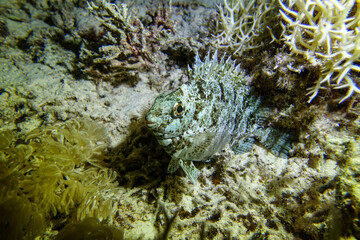 coral reef with fish, Red Sea, Egypt