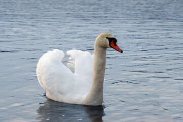 White swan in a pond, Lipno, Czechia