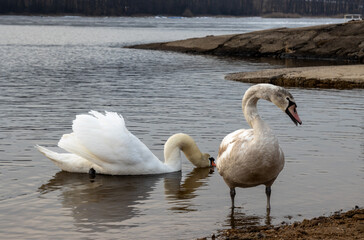 Two swans in the water of dam Lipno, Czechia
