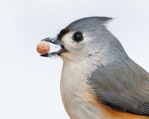 Tufted Titmouse with a peanut from a bird feeder in its beak