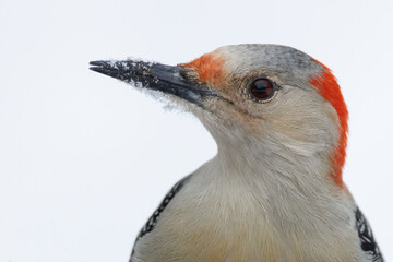 Female Red-bellied Woodpecker  with snow on its beak