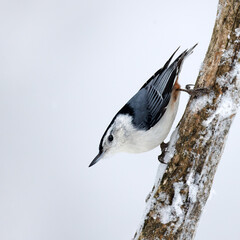 White-breasted Nuthatch climbing head first down a snow-covered branch