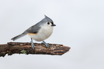 Tufted Titmouse perched on a dead branch in winter