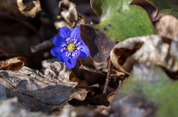 Spring flower Liverwort - Hepatica Nobilis