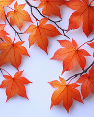 Beautiful detail of red and orange Japanese maple leaves on white background.