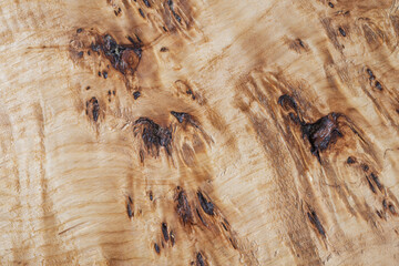 Burl poplar characteristic wood grain. Wood defect. Tree disease. Rare wooden background texture