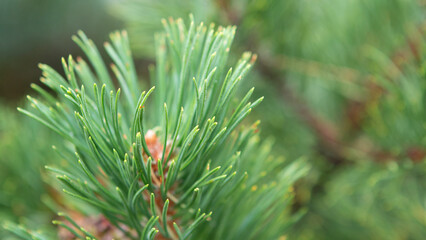 Narrow thin green leaves of a pine tree