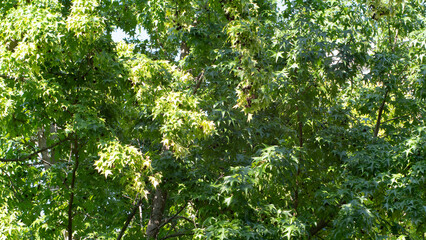 Close-up of the green leaves of a tree