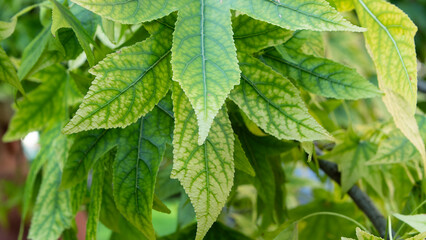 Plant with green leaves with small yellowish tints due to lack of fertiliser.